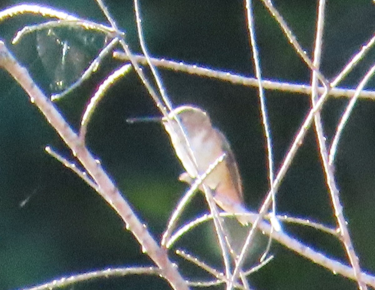 Rufous Hummingbird - ML610887914