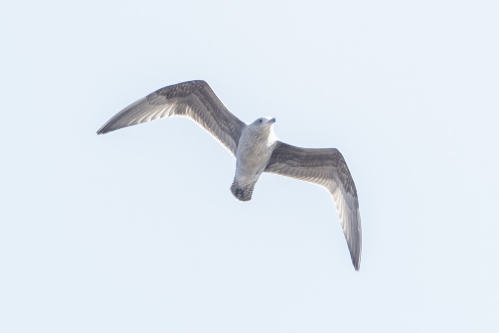 Herring Gull (American) - Michael Linz