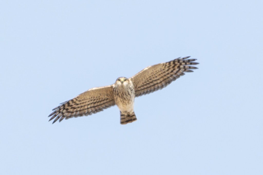 Sharp-shinned Hawk - ML610888025