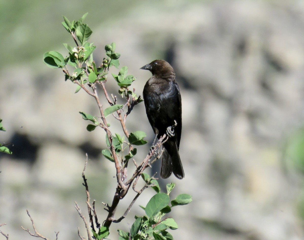 Brown-headed Cowbird - ML610888033