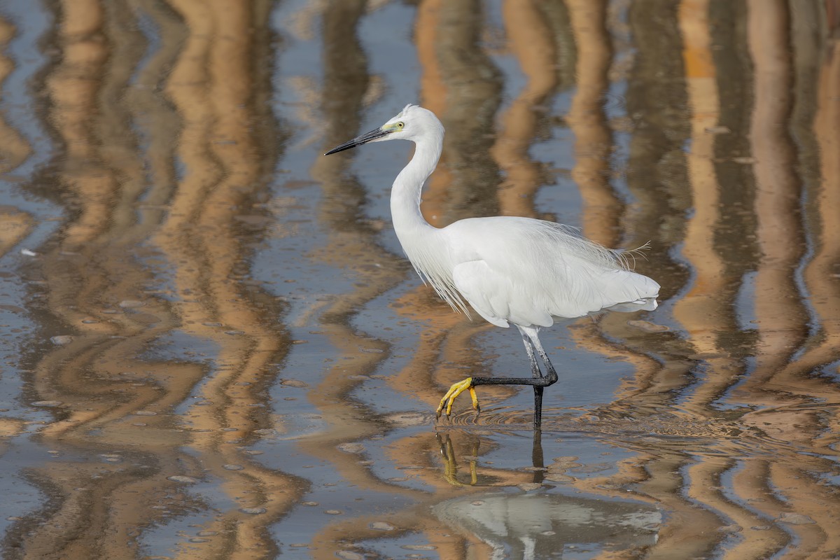 Little Egret (Western) - Asim Hakeem