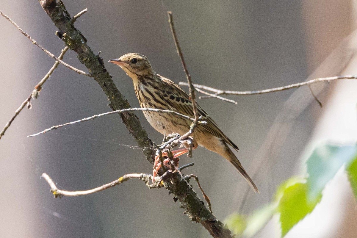 Tree Pipit - ML610888115