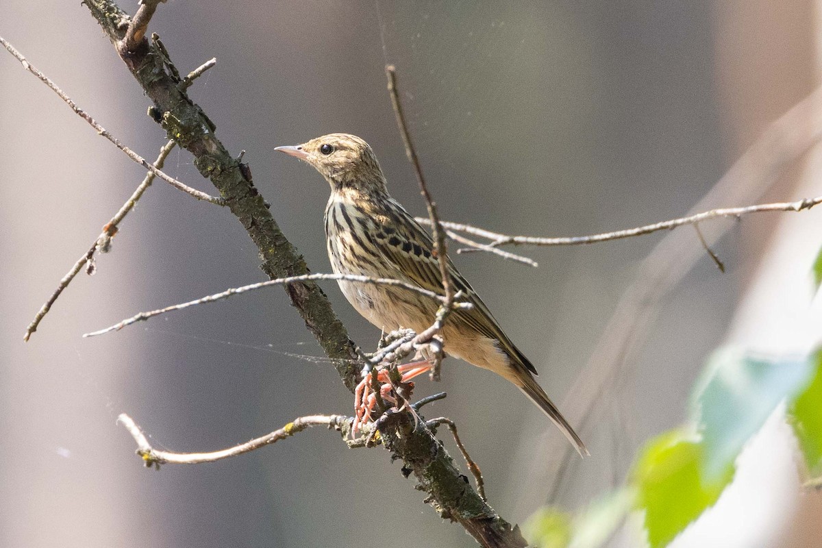 Tree Pipit - ML610888116