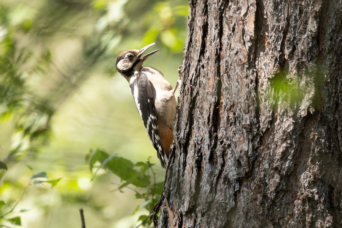 Great Spotted Woodpecker - Eric VanderWerf