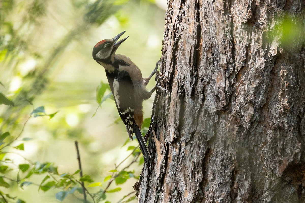 Great Spotted Woodpecker - Eric VanderWerf