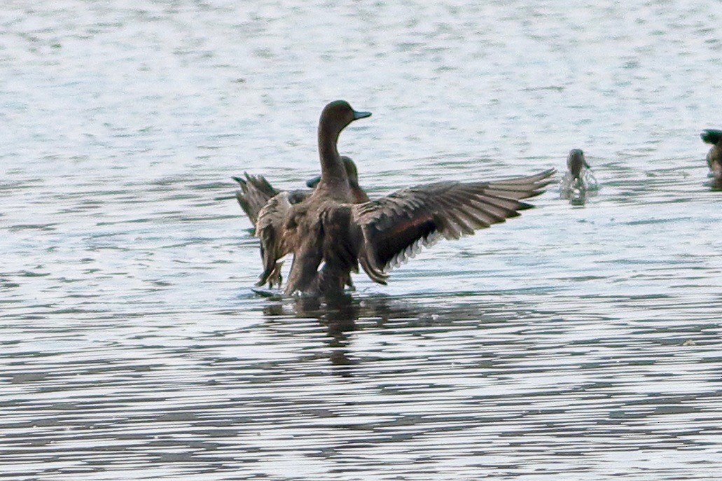 Northern Pintail - ML610888139