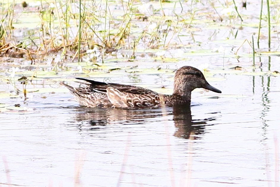 Green-winged Teal - ML610888143