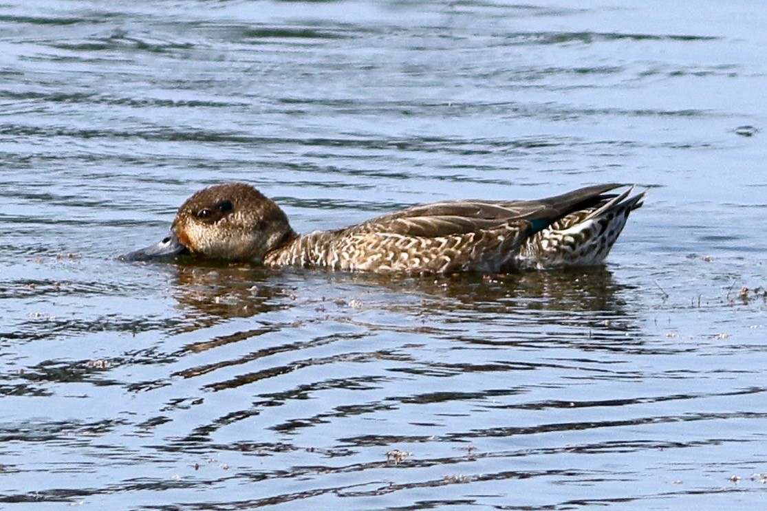 Green-winged Teal - ML610888144