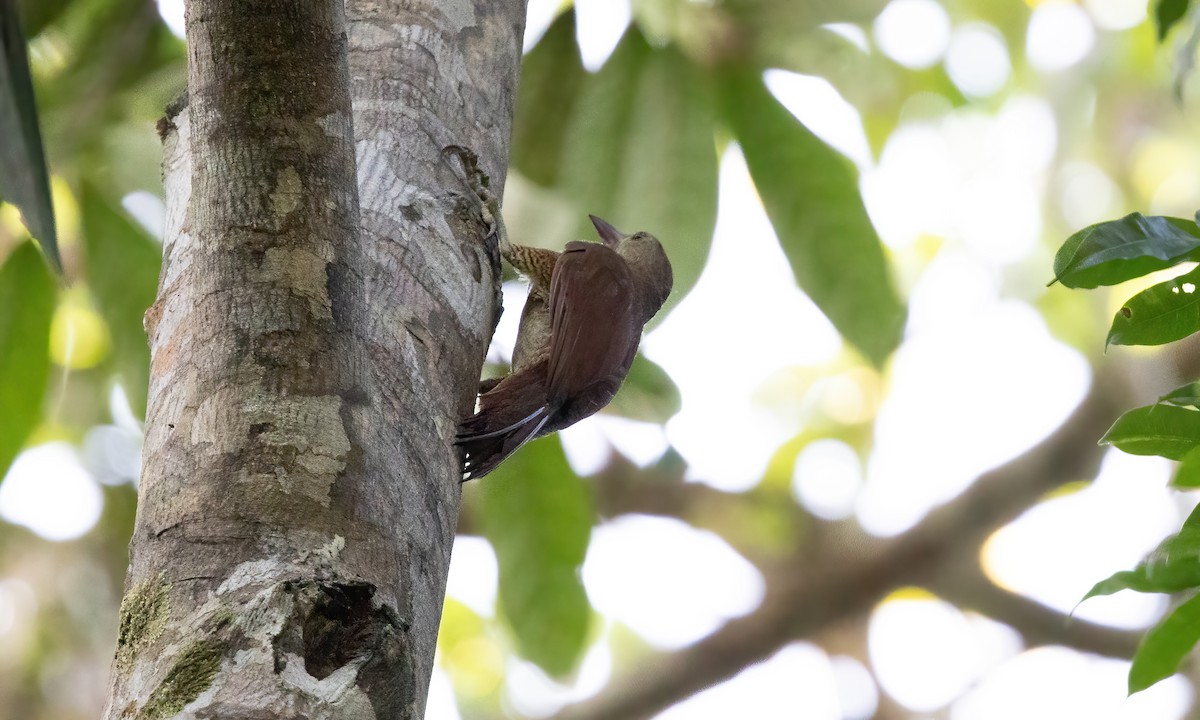 Bar-bellied Woodcreeper - ML610888147