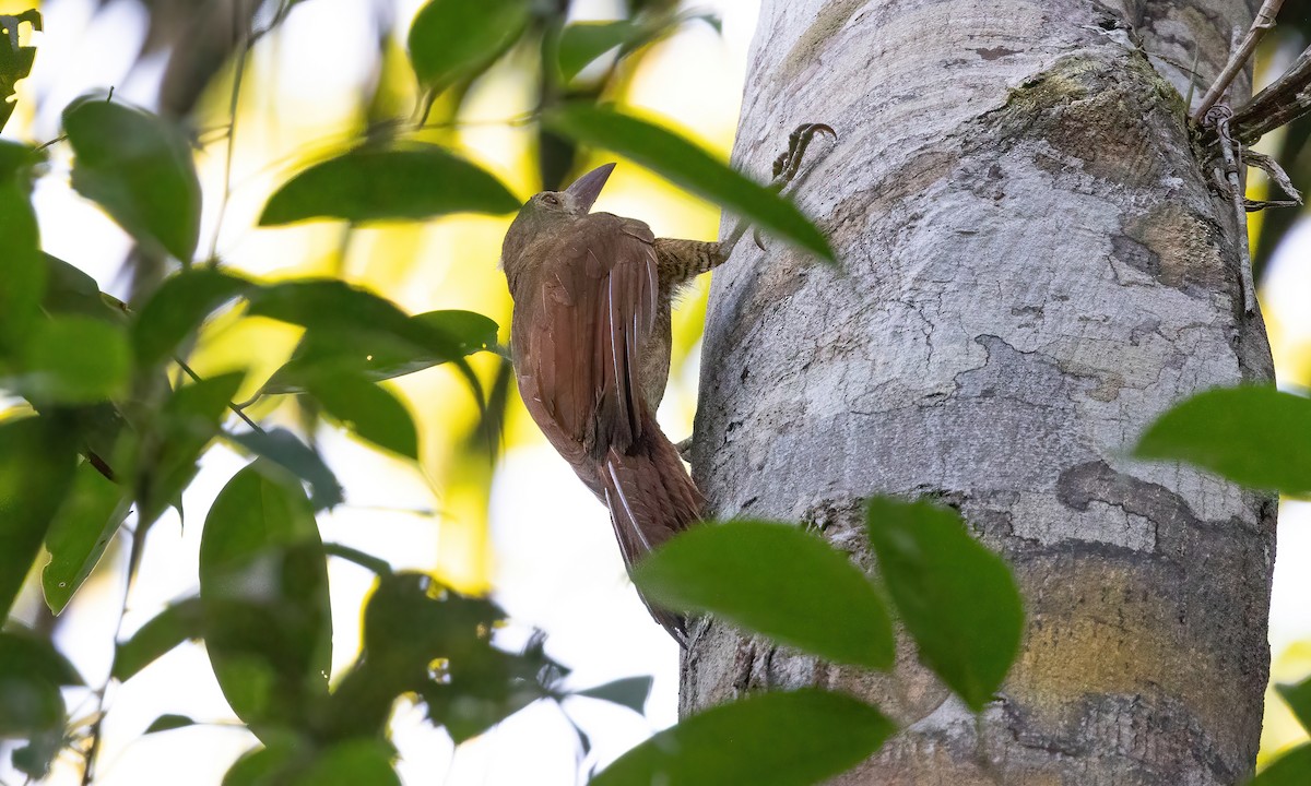 Bar-bellied Woodcreeper - ML610888148