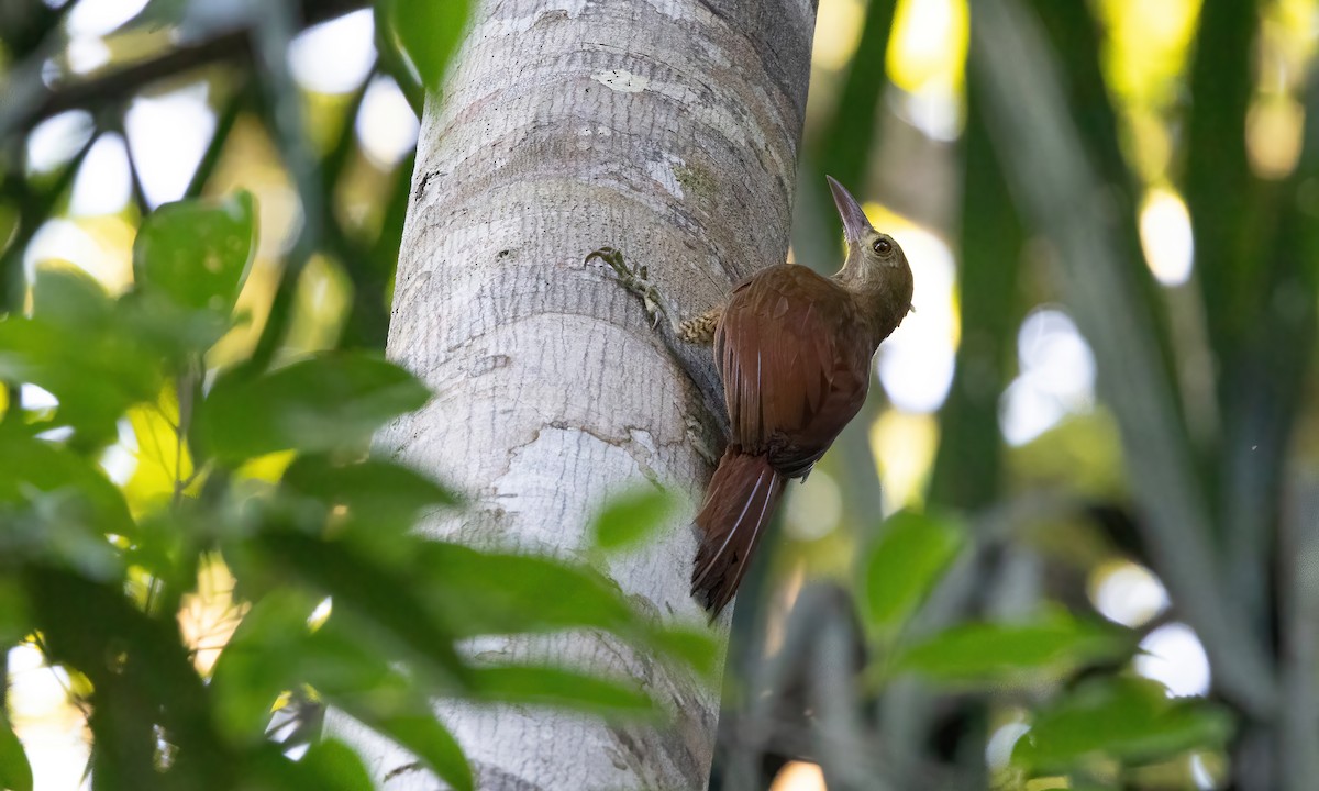 Bar-bellied Woodcreeper - ML610888149