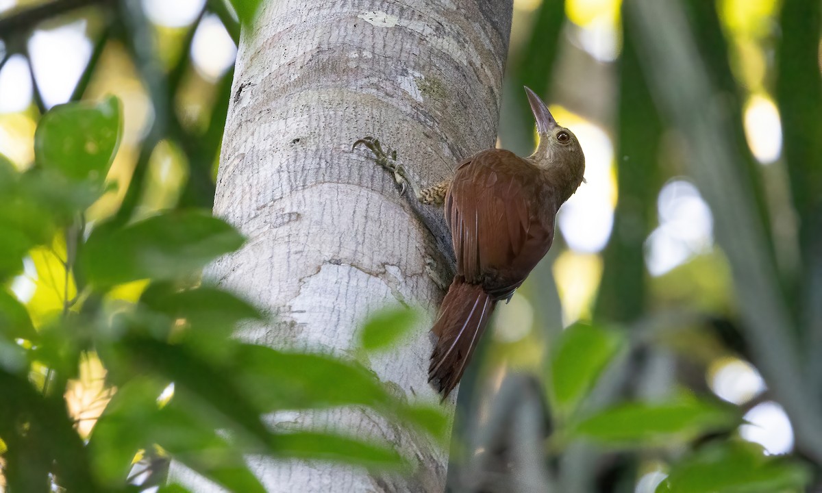 Bar-bellied Woodcreeper - ML610888150