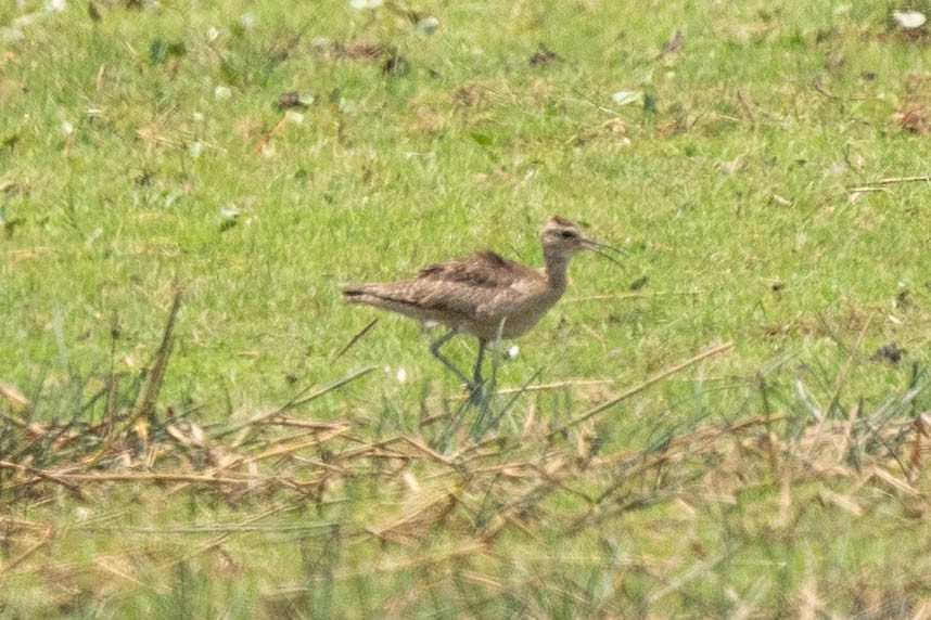 Little Curlew - ML610888186