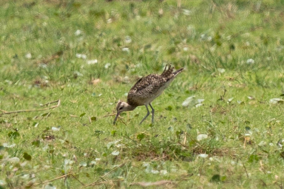 Little Curlew - ML610888187