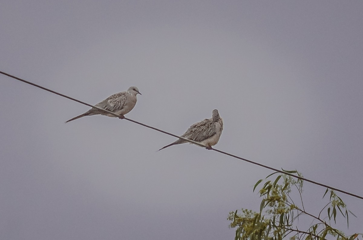 Spotted Dove - ML610888228