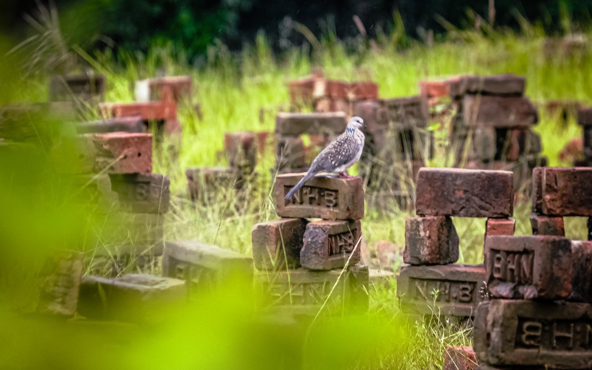 Spotted Dove - ML610888229
