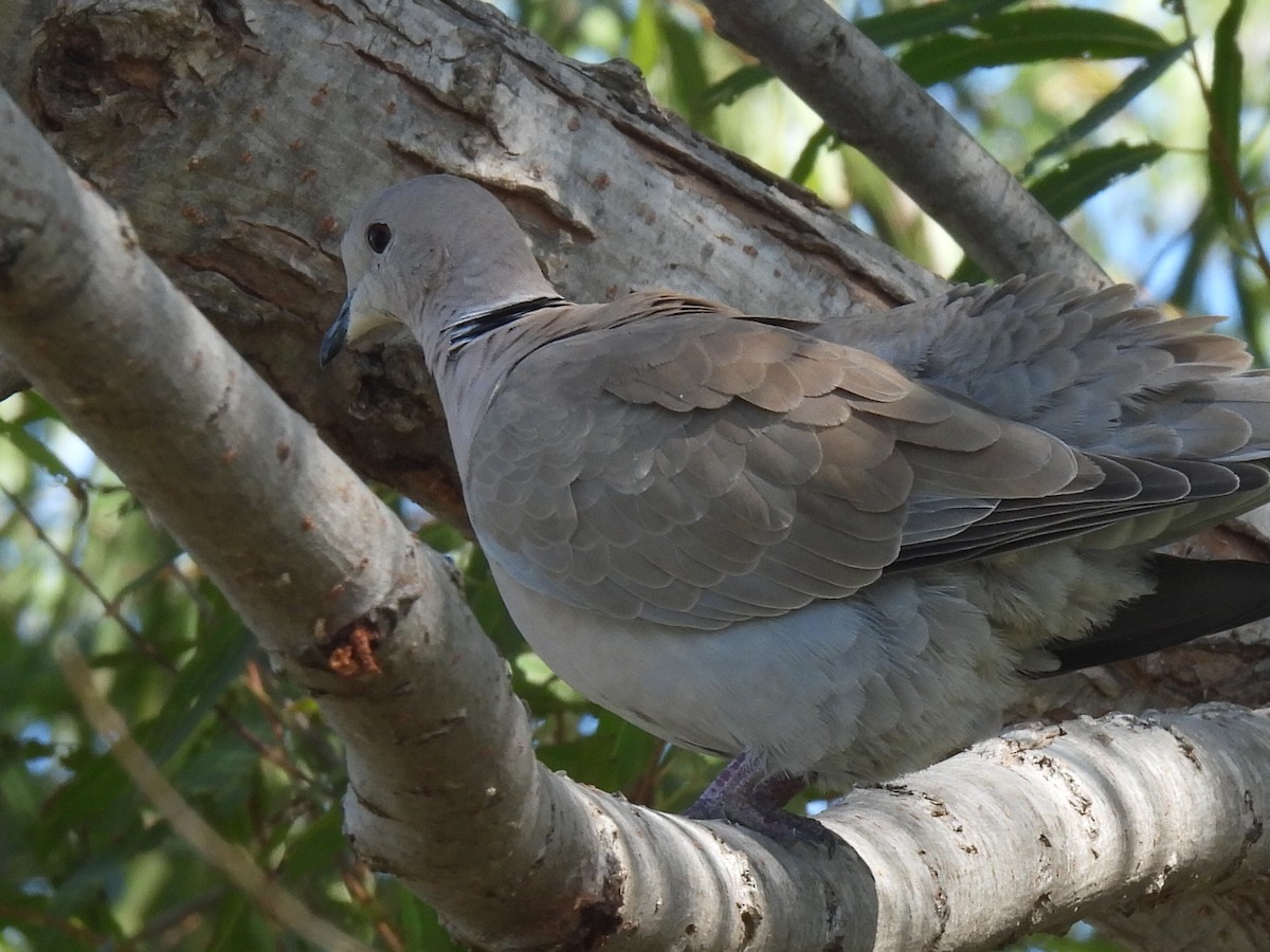 Eurasian Collared-Dove - ML610888389