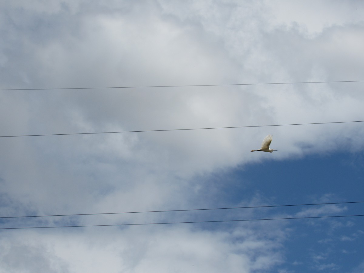 Snowy Egret - ML610888392