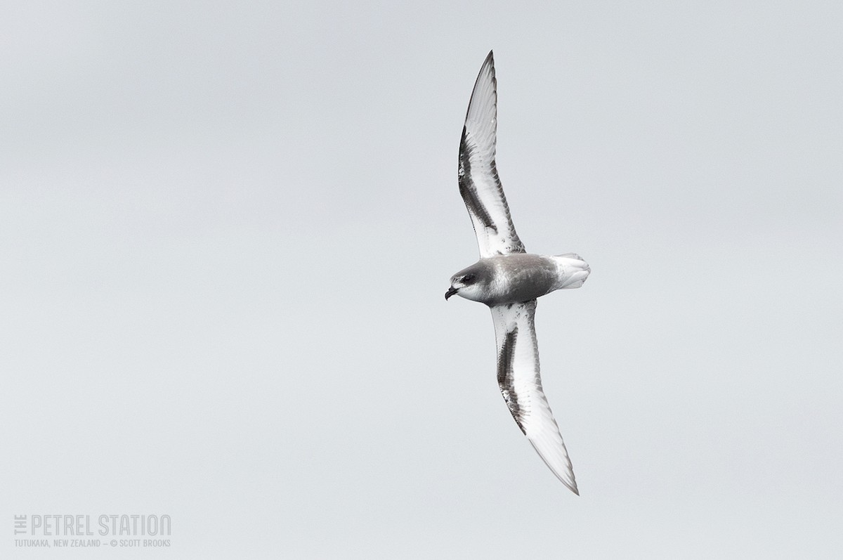 Mottled Petrel - ML610888465