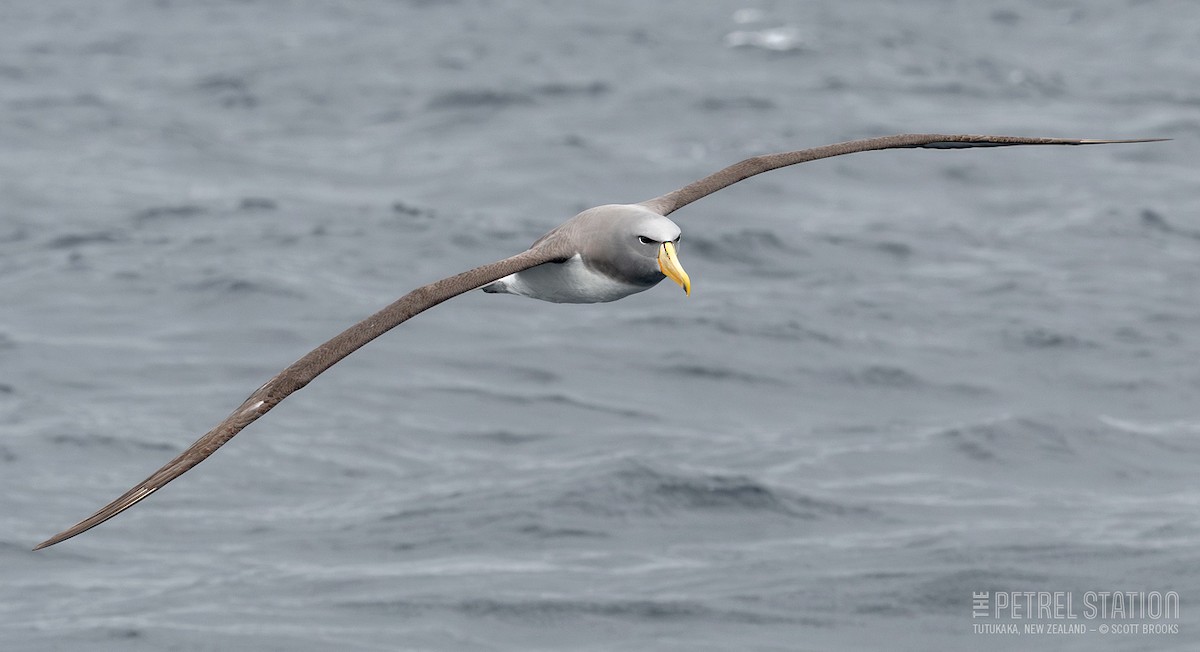 Chatham Albatross - ML610888471