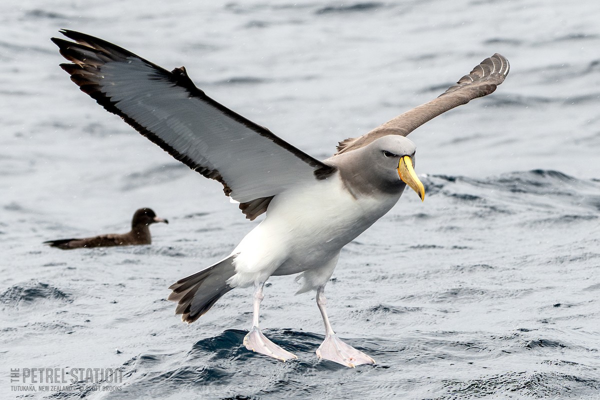 Chatham Albatross - ML610888472