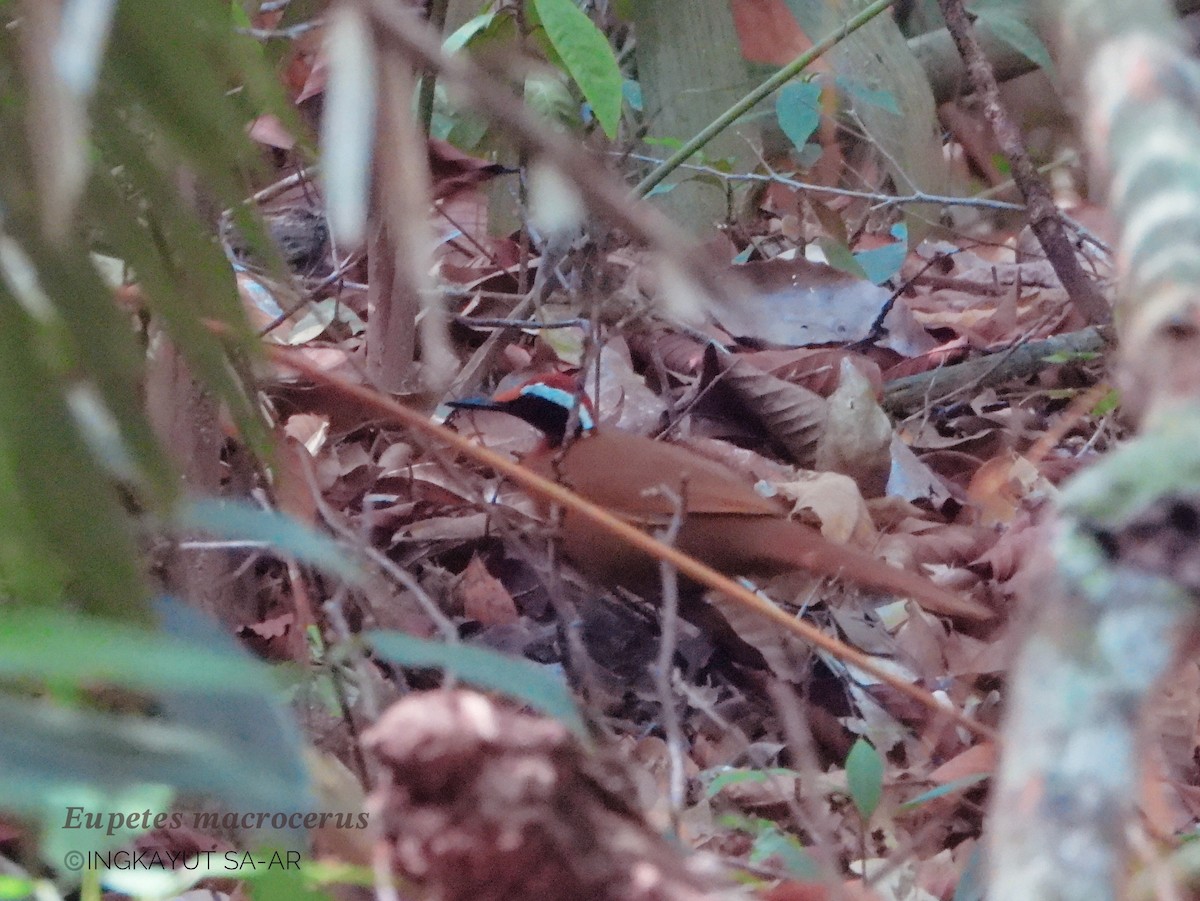 Malaysian Rail-babbler - ML610888626