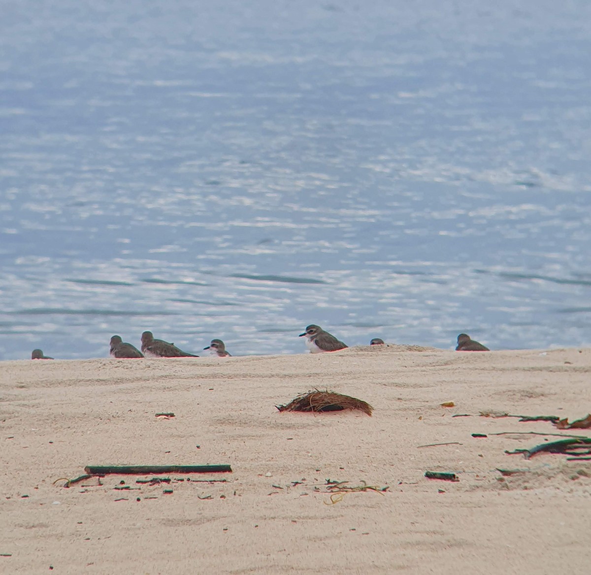 Tibetan Sand-Plover - ML610888700