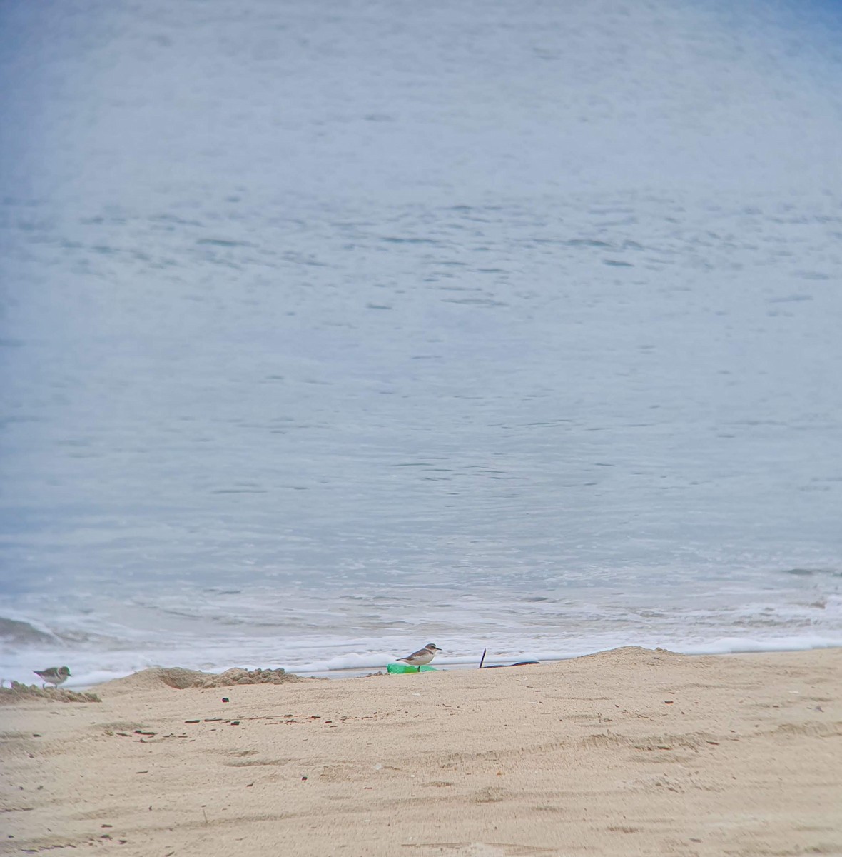 東方環頸鴴 - ML610888701