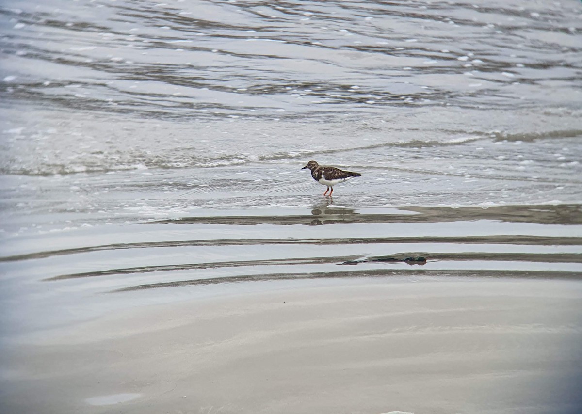 Ruddy Turnstone - Shaurya Rahul Narlanka