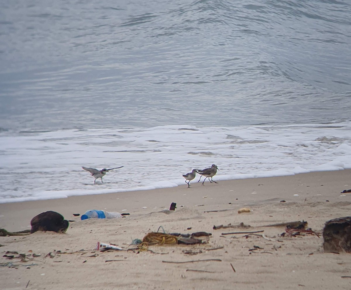 Curlew Sandpiper - ML610888754