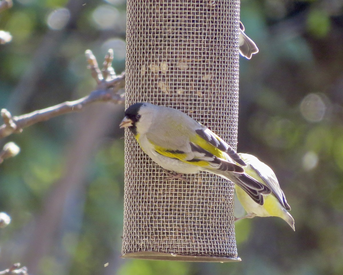 Lawrence's Goldfinch - ML610888798