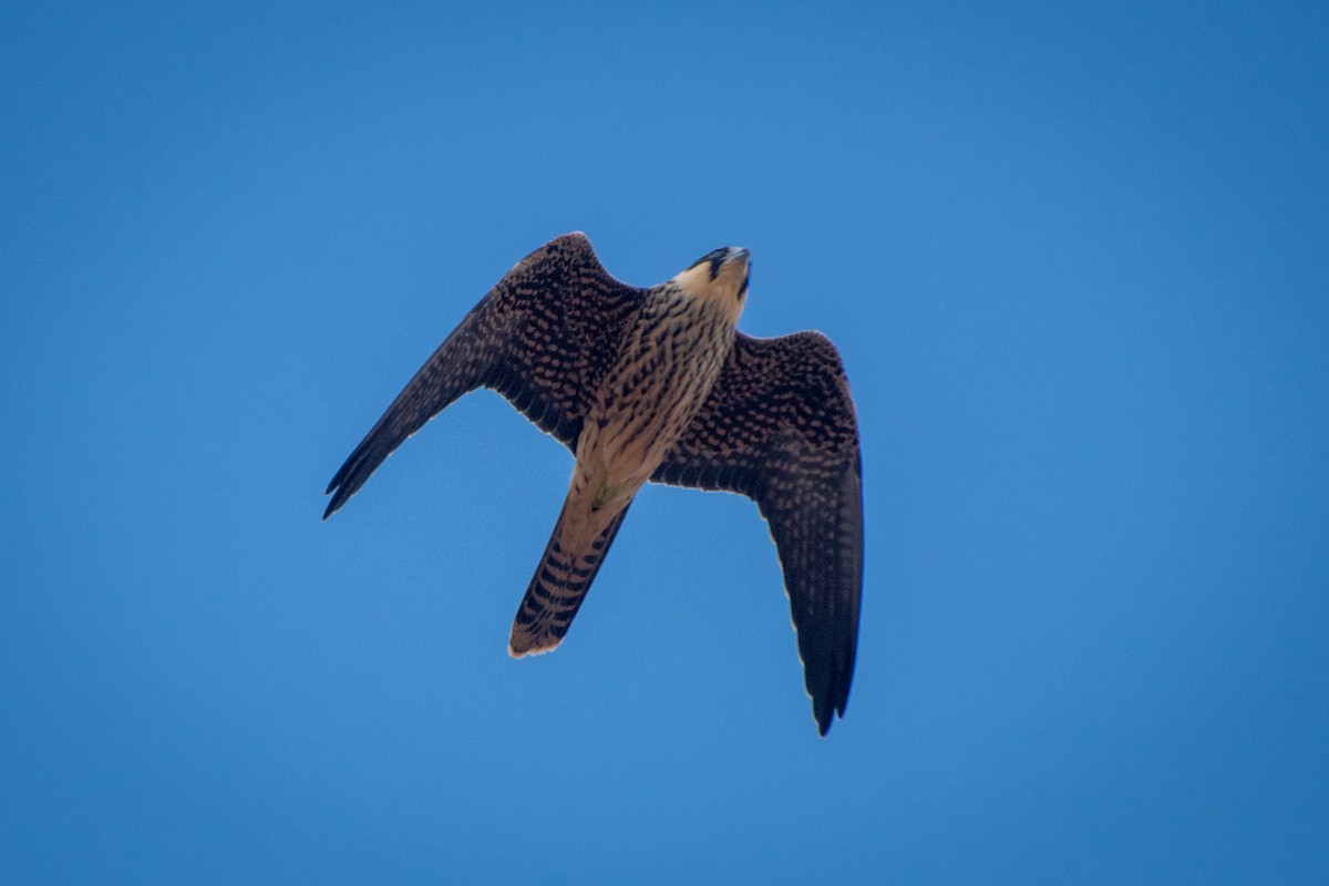 Eleonora's Falcon - ML610888818