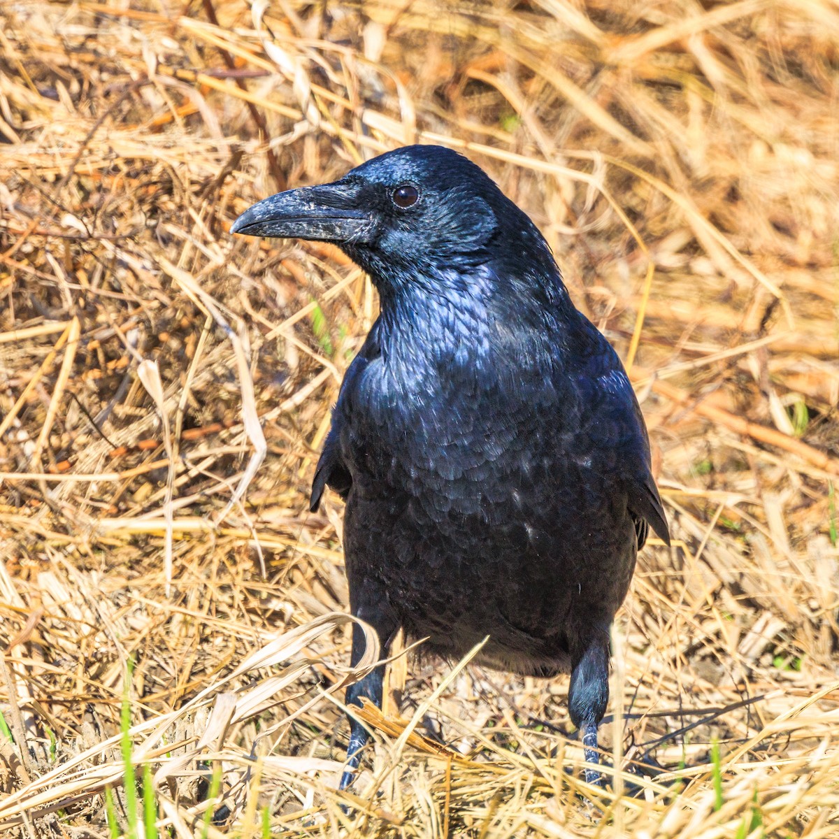 Carrion Crow - ML610888918