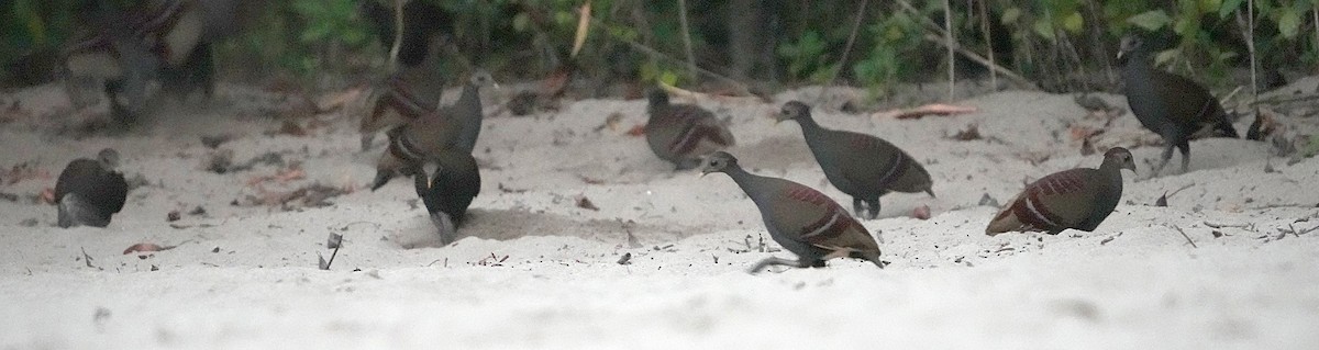 Moluccan Megapode - ML610888934