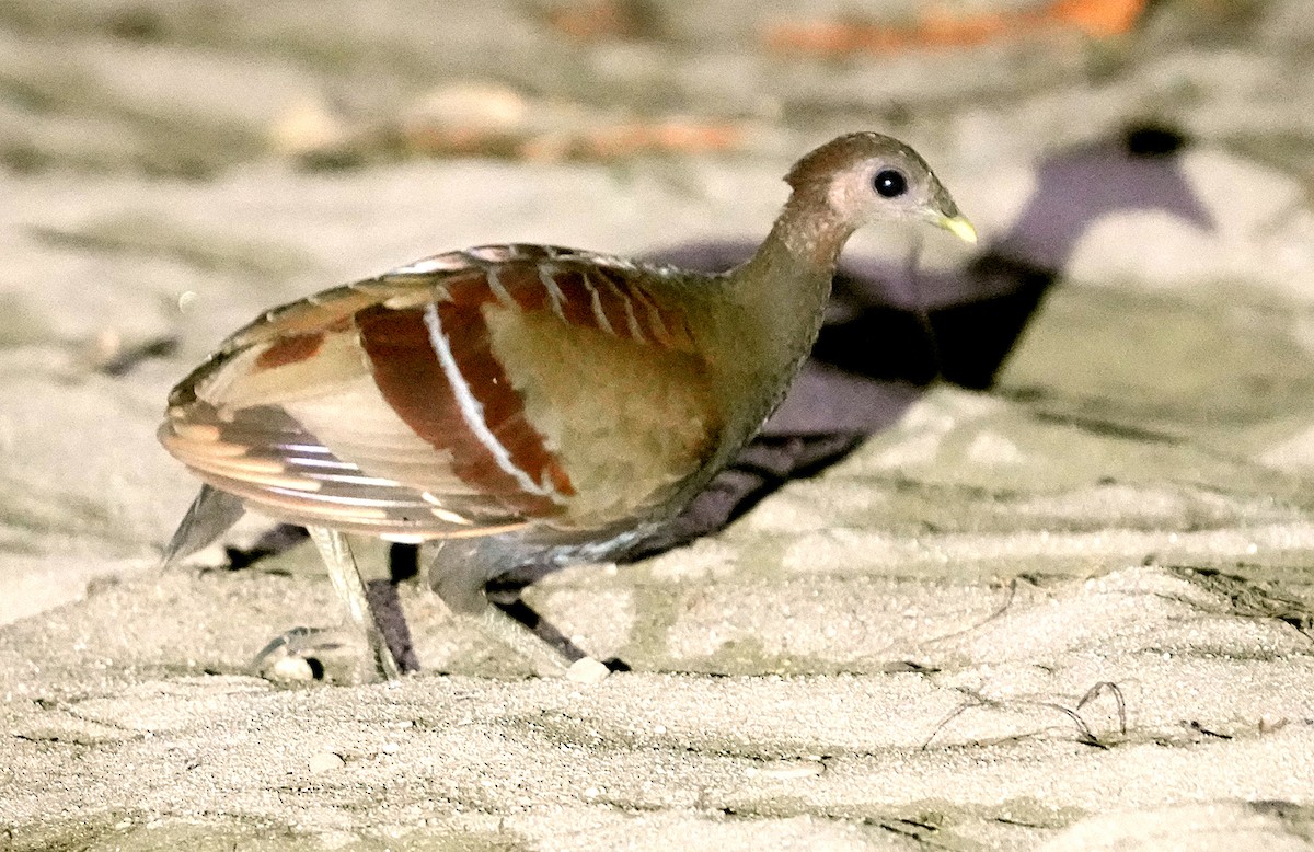 Moluccan Megapode - ML610888939