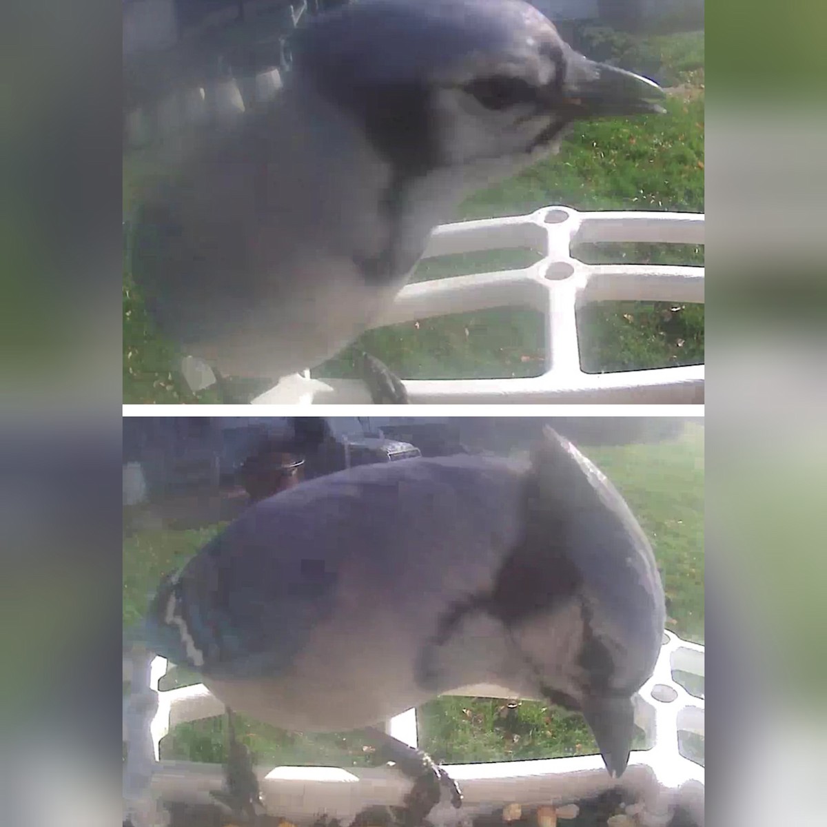 Blue Jay - Stacy Lynn W - F