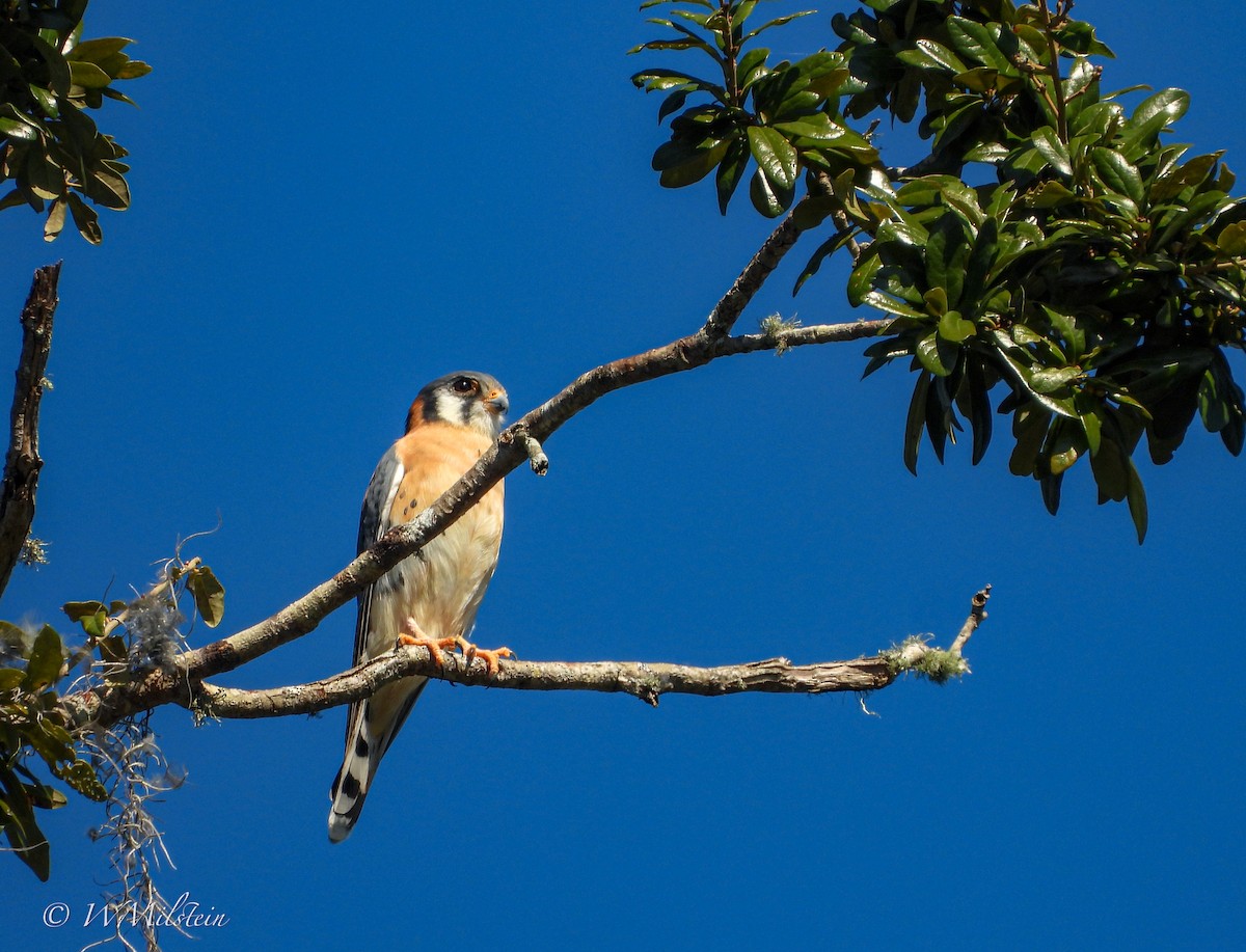 American Kestrel - ML610889123