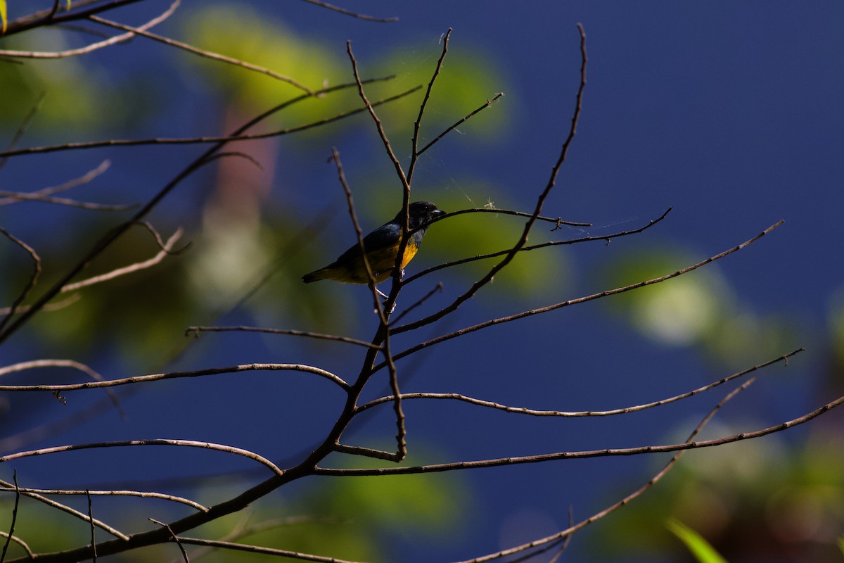 Plumbeous Euphonia - ML610889130