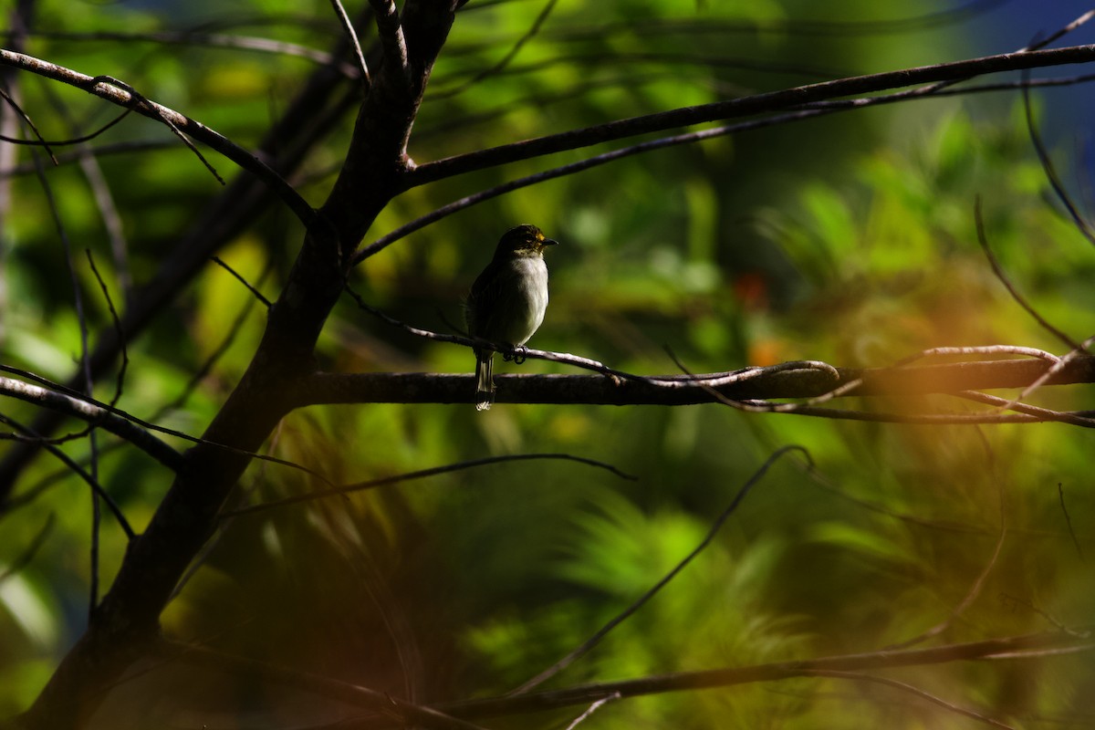 Peruvian Tyrannulet - ML610889161