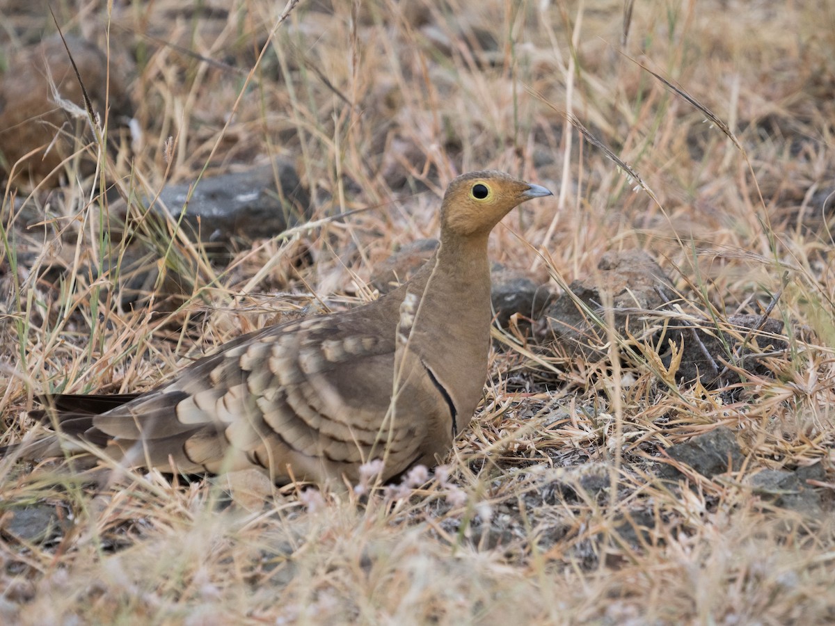 Chestnut-bellied Sandgrouse - ML610889260