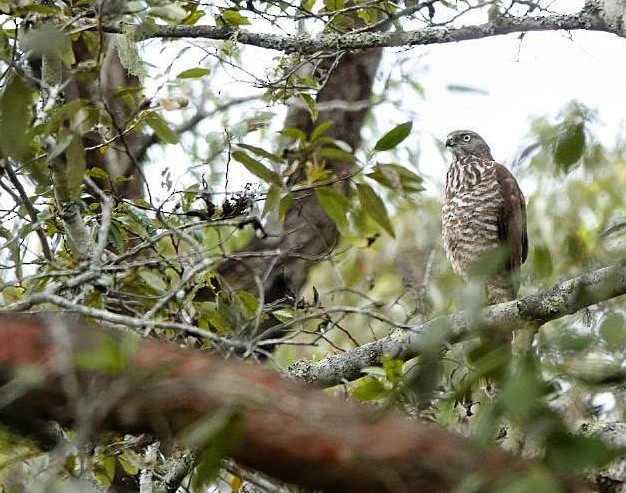 Brown Goshawk - ML610889287