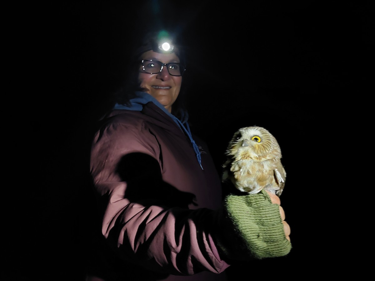 Northern Saw-whet Owl - ML610889461