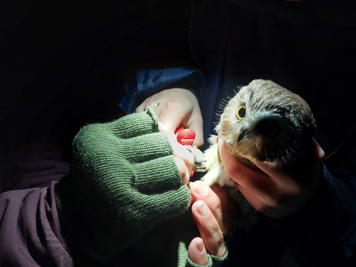 Northern Saw-whet Owl - ML610889464