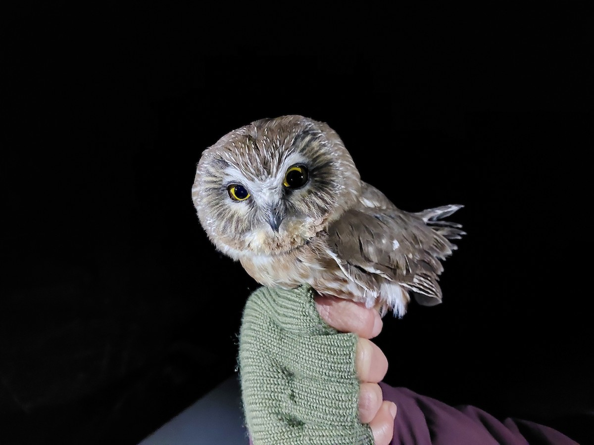 Northern Saw-whet Owl - ML610889465