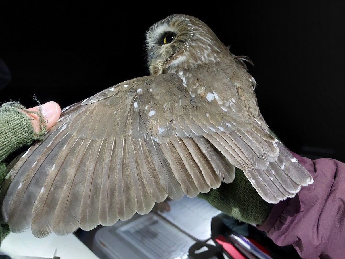 Northern Saw-whet Owl - ML610889469