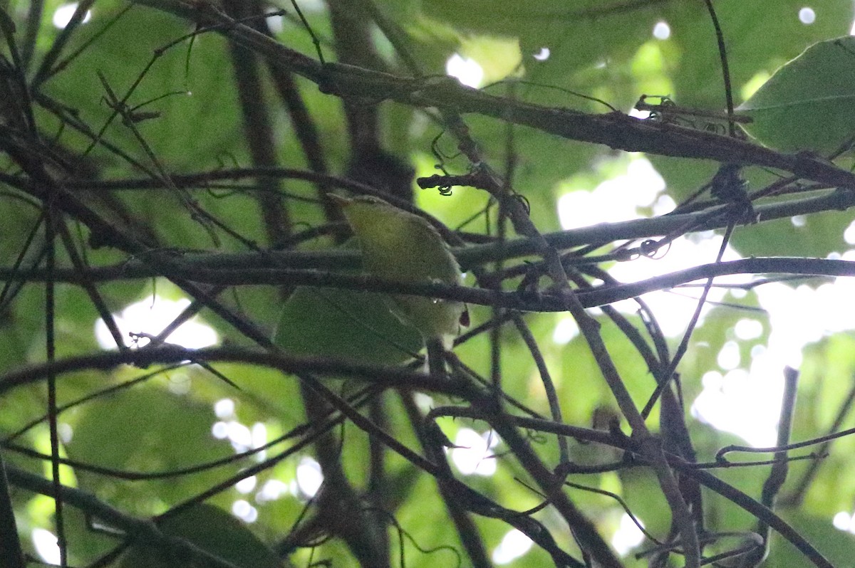 Mosquitero Roquero - ML610889504