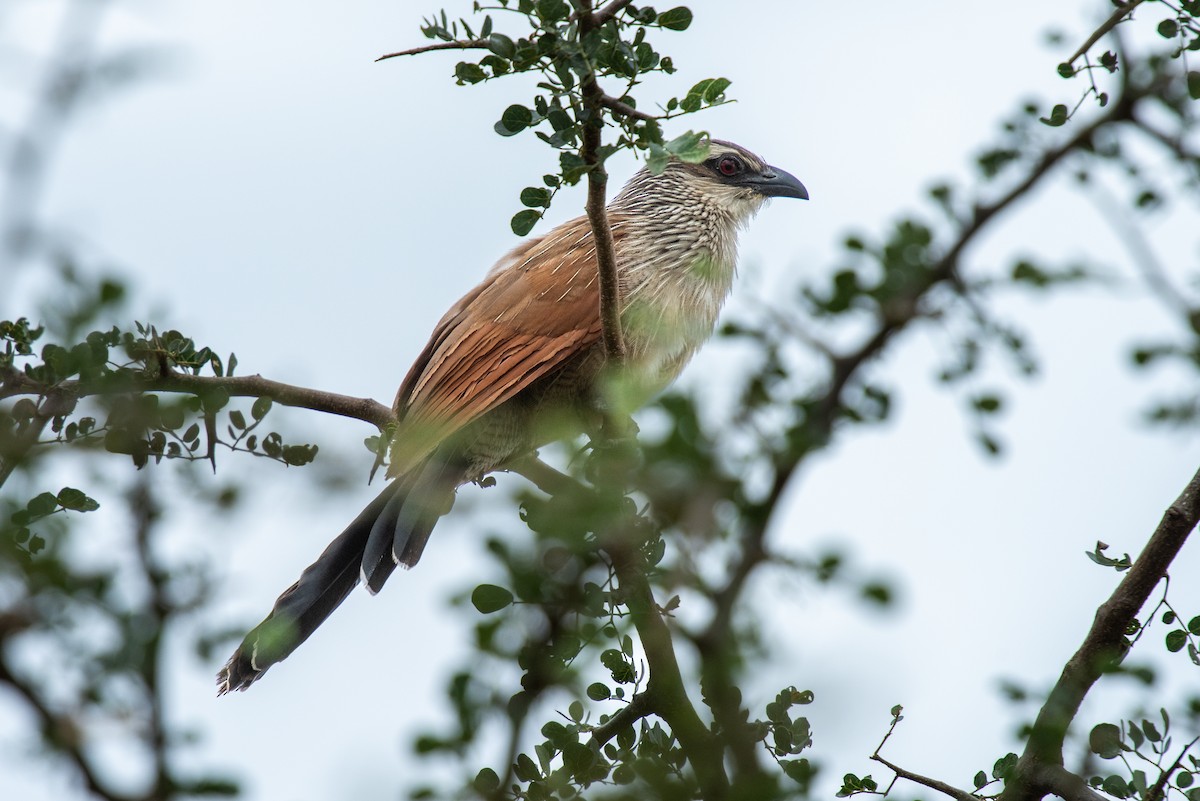 White-browed Coucal - ML610889770