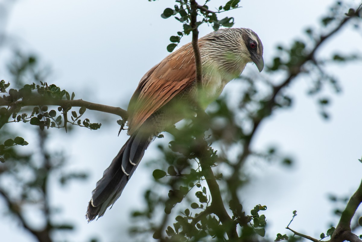 White-browed Coucal - ML610889771
