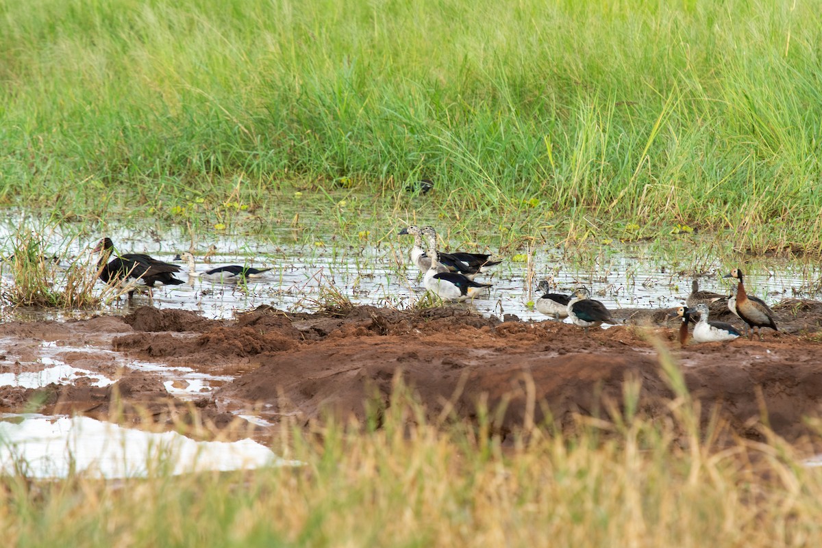 Dendrocygne veuf - ML610889862