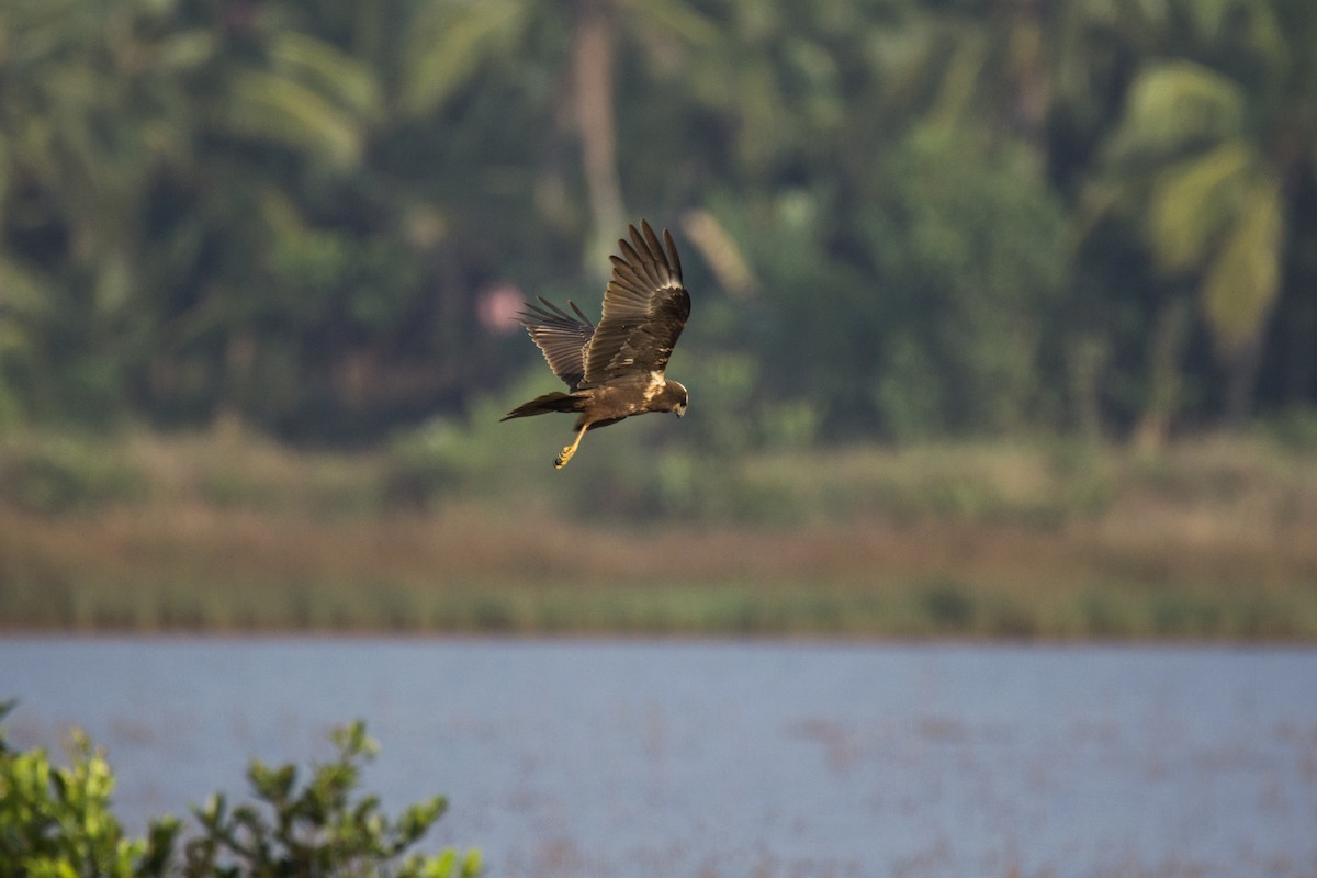 Western Marsh Harrier - Vishnu Vinod